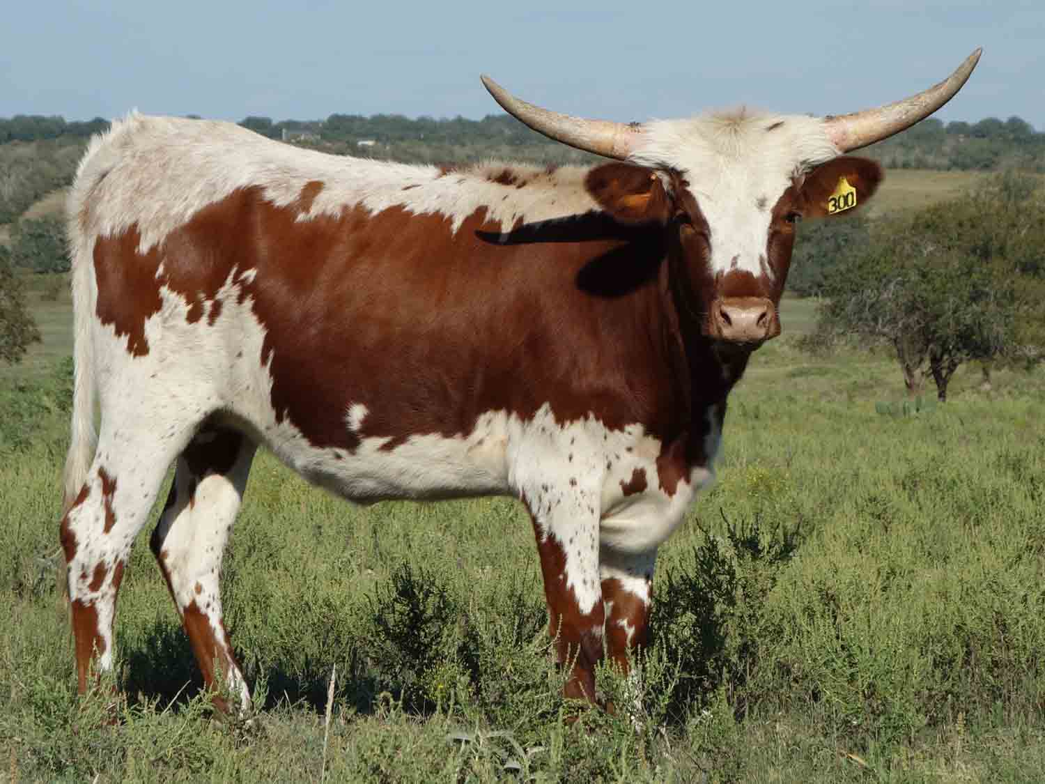 happy trails rocking cow